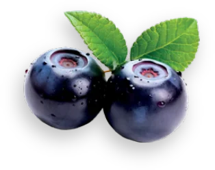Brusnice borůvka
