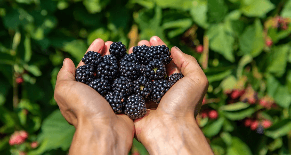 Ilustrační fotka ostružin